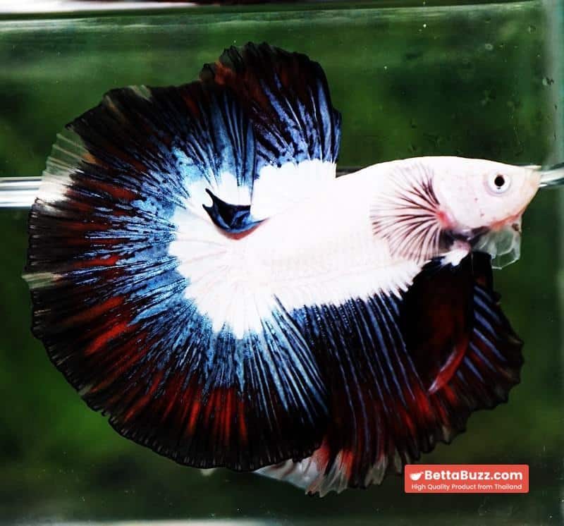 Betta fish OHM Prince of YinYang Dragon (Comp Grade) - Image 3