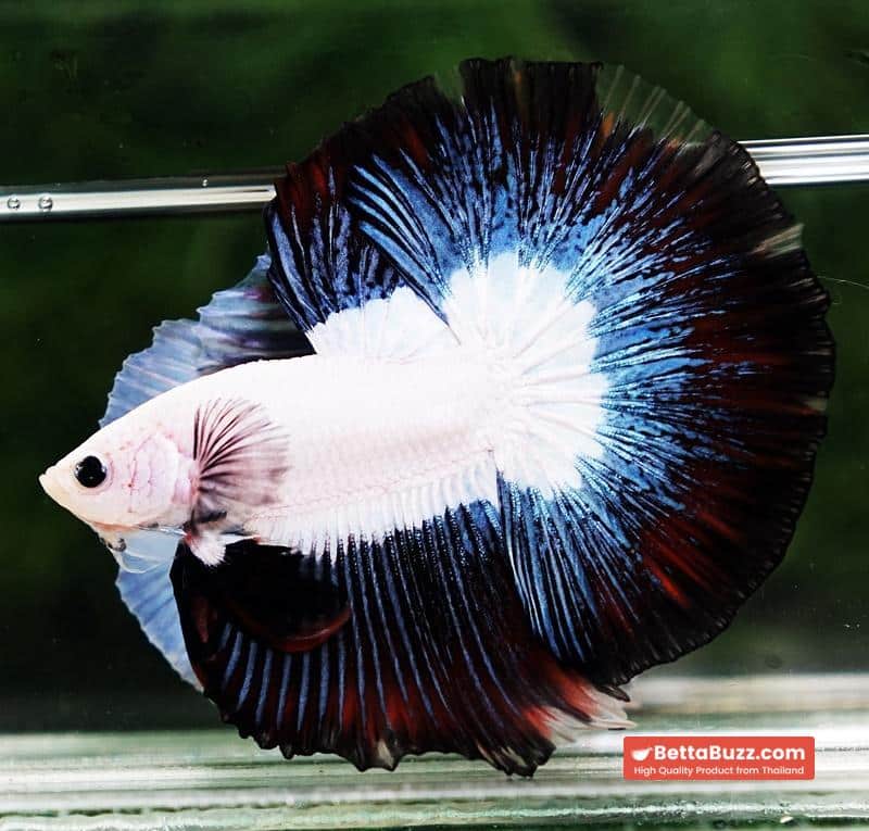 Betta fish OHM Prince of YinYang Dragon (Comp Grade) - Image 2