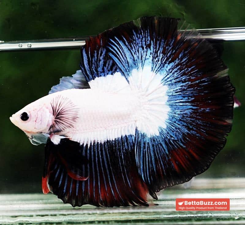 Betta fish OHM Prince of YinYang Dragon (Comp Grade) - Image 6