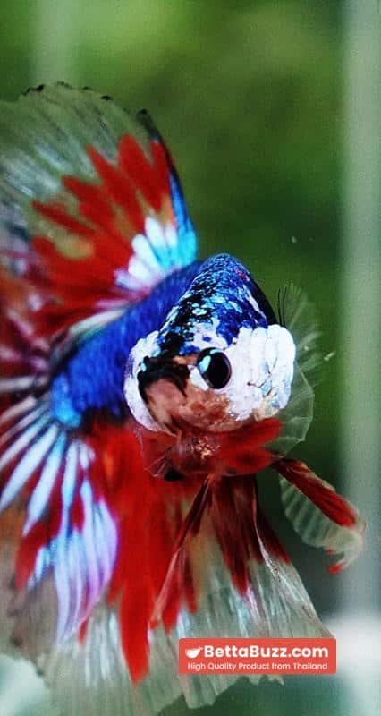 Betta fish Fancy Blue Dragon Star (OHM) - Image 6