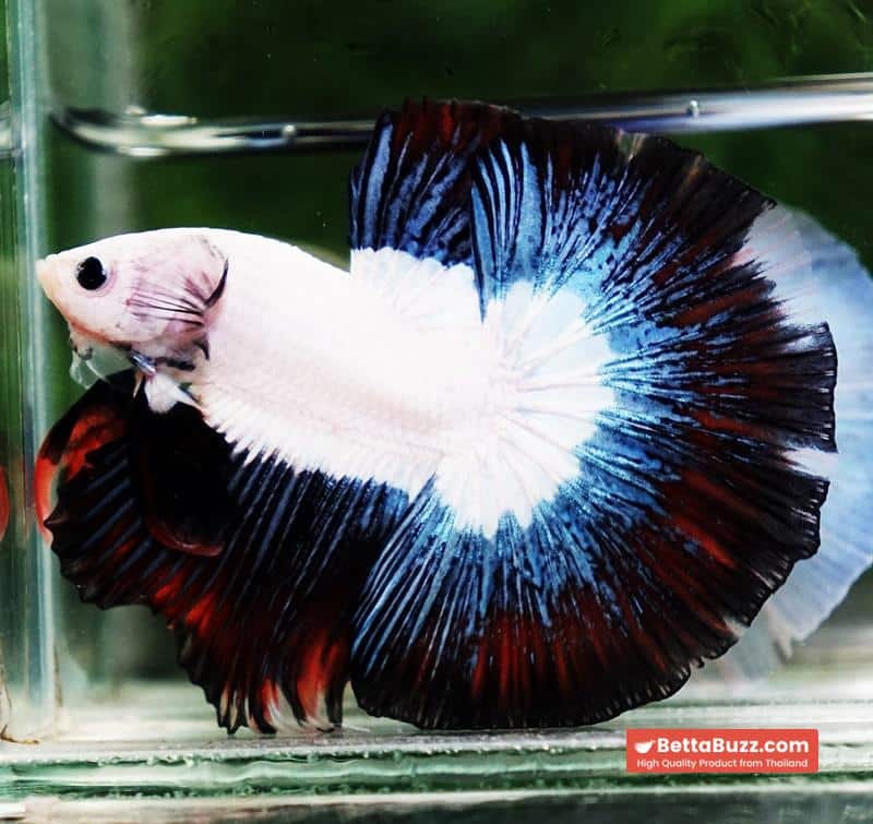 Betta fish OHM Prince of YinYang Dragon (Comp Grade) - Image 4