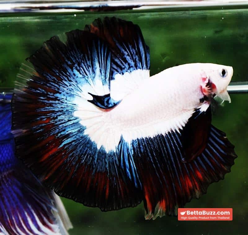 Betta fish OHM Prince of YinYang Dragon (Comp Grade) - Image 5