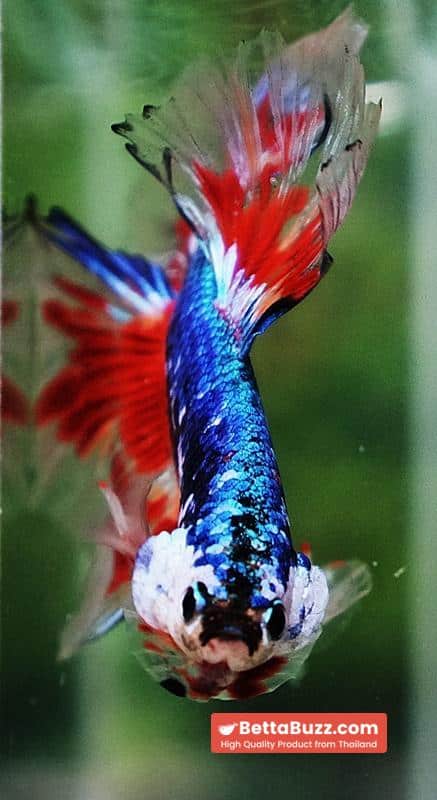 Betta fish Fancy Blue Dragon Star (OHM) - Image 7