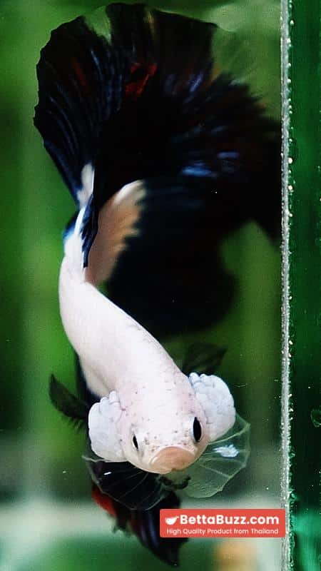 Betta fish OHM Prince of YinYang Dragon (Comp Grade) - Image 7