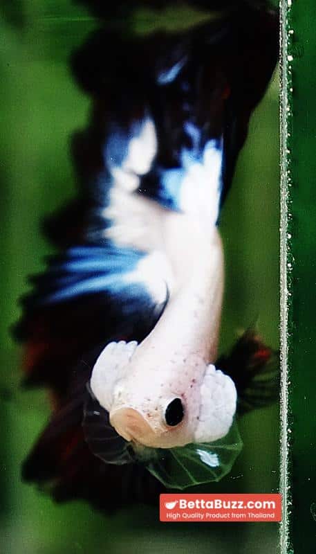 Betta fish OHM Prince of YinYang Dragon (Comp Grade) - Image 8