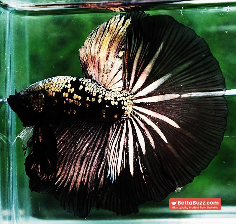 Betta fish OHM King Shadow Black Gold Star Series (Rare) - Image 2