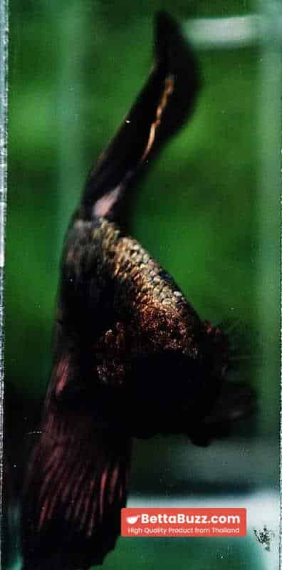 Betta fish OHM King Shadow Black Gold Star Series (Rare) - Image 6