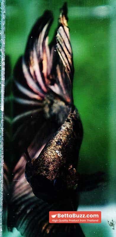 Betta fish OHM King Shadow Black Gold Star Series (Rare) - Image 7