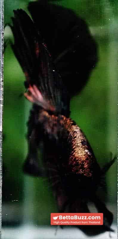 Betta fish OHM King Shadow Black Gold Star Series (Rare) - Image 8