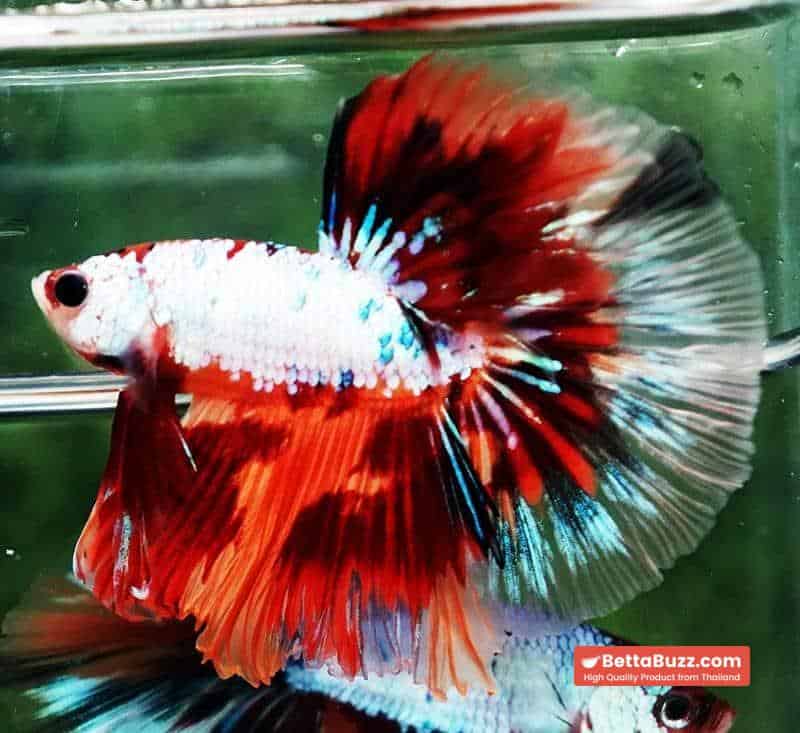 Betta fish OHM Fancy Multicolor On Fire - Image 5