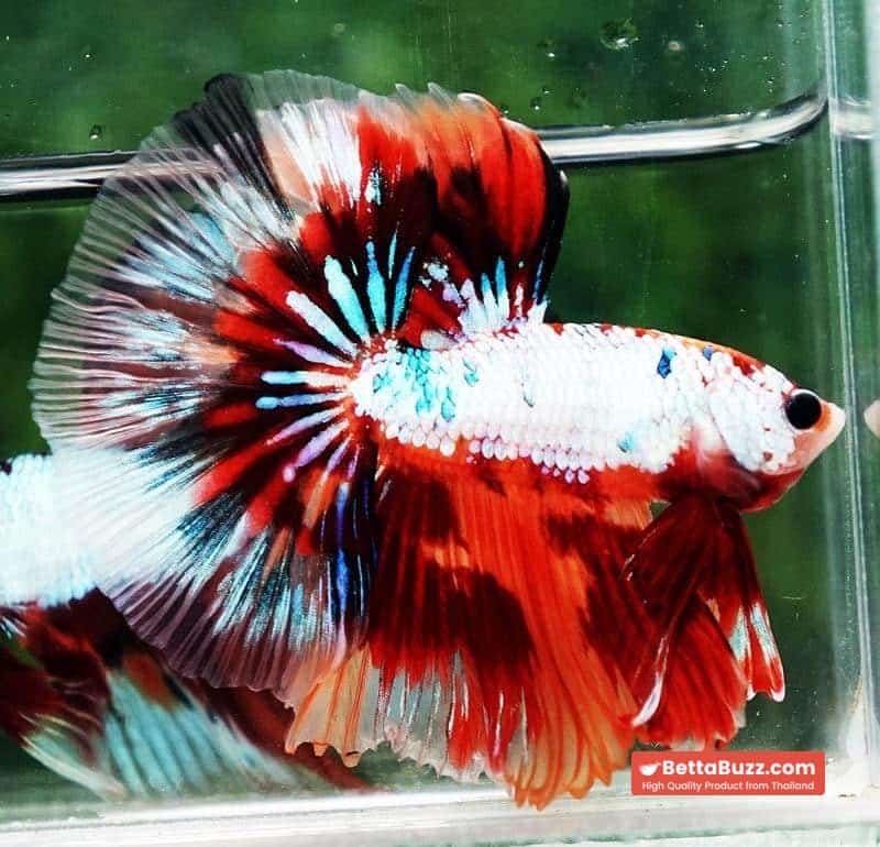 Betta fish OHM Fancy Multicolor On Fire - Image 4