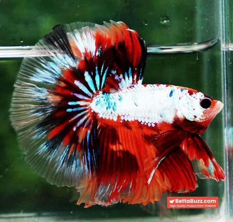 Betta fish OHM Fancy Multicolor On Fire - Image 2