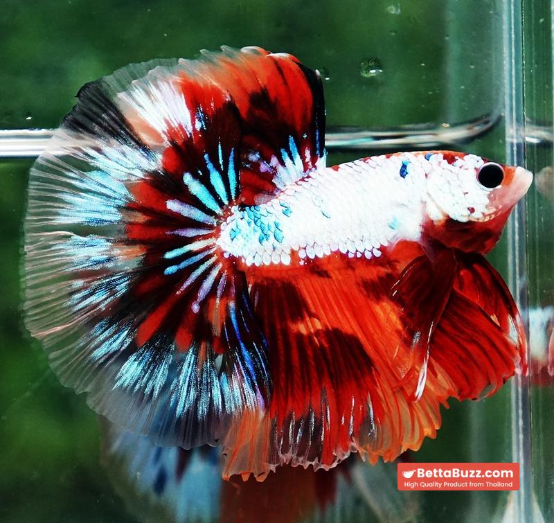 Betta fish OHM Fancy Multicolor On Fire - Image 6