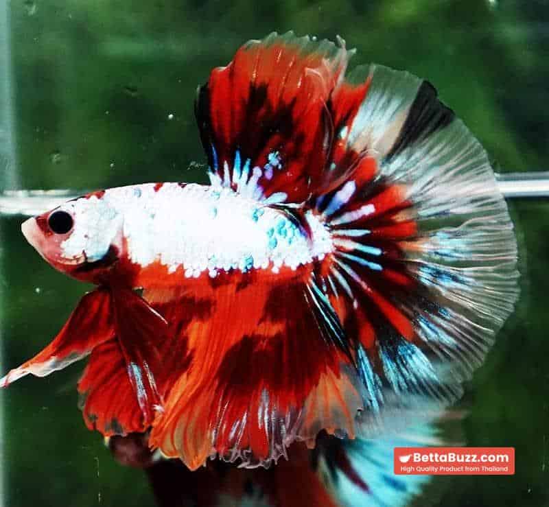 Betta fish OHM Fancy Multicolor On Fire - Image 3