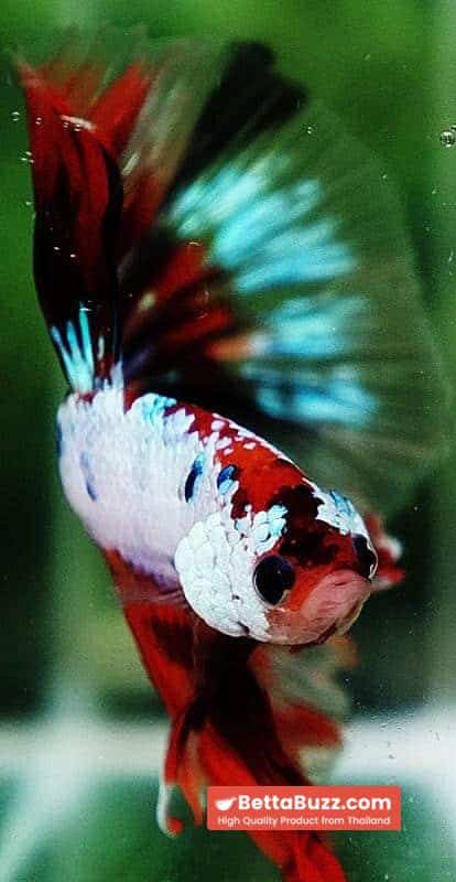 Betta fish OHM Fancy Multicolor On Fire - Image 7