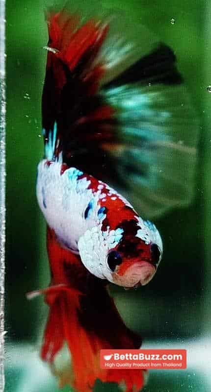 Betta fish OHM Fancy Multicolor On Fire - Image 8