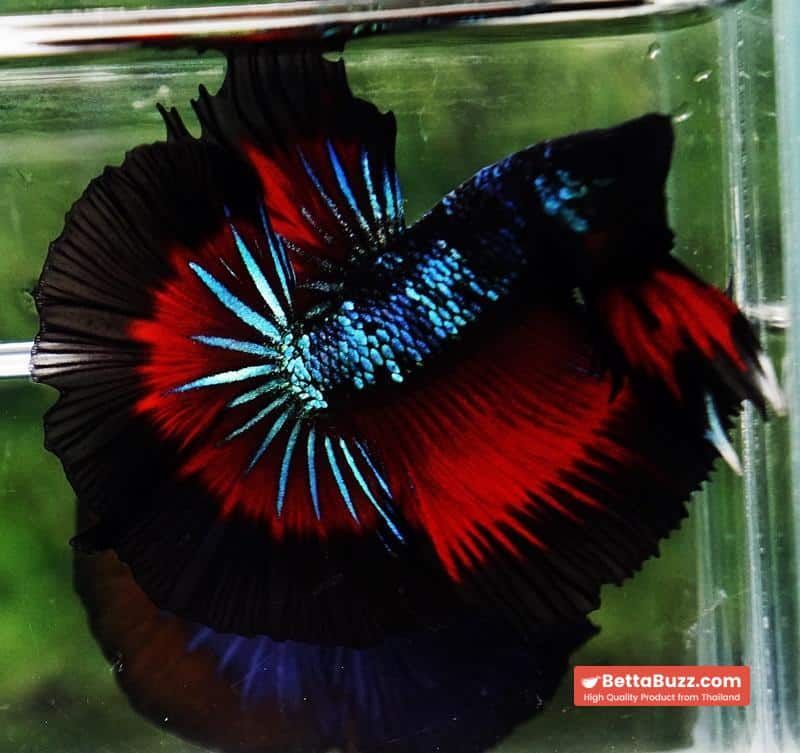 Betta fish OHM Devil Avatar Butterfly Hawk - Image 4