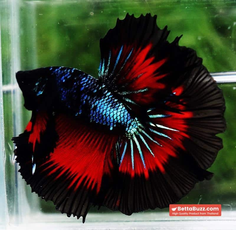 Betta fish OHM Devil Avatar Butterfly Hawk - Image 3