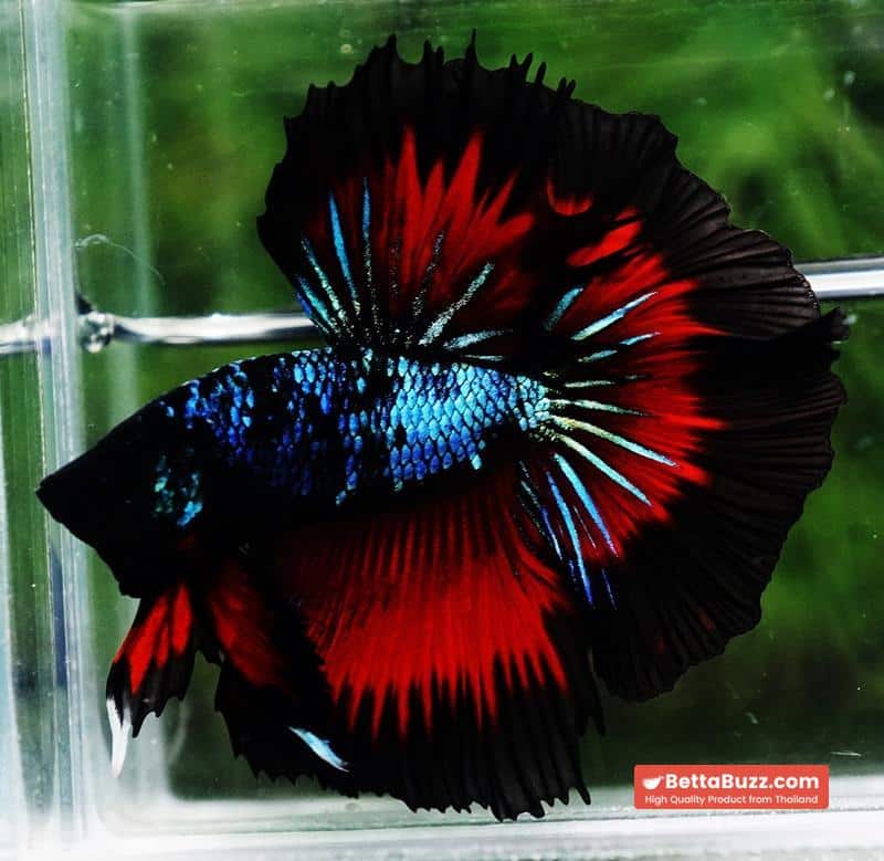 Betta fish OHM Devil Avatar Butterfly Hawk - Image 5