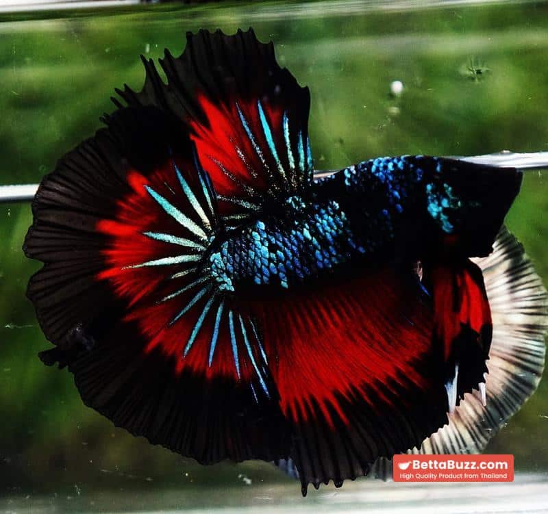 Betta fish OHM Devil Avatar Butterfly Hawk - Image 2