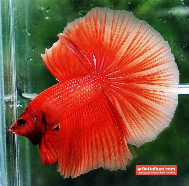 Betta fish OHM Super Orange - Image 2