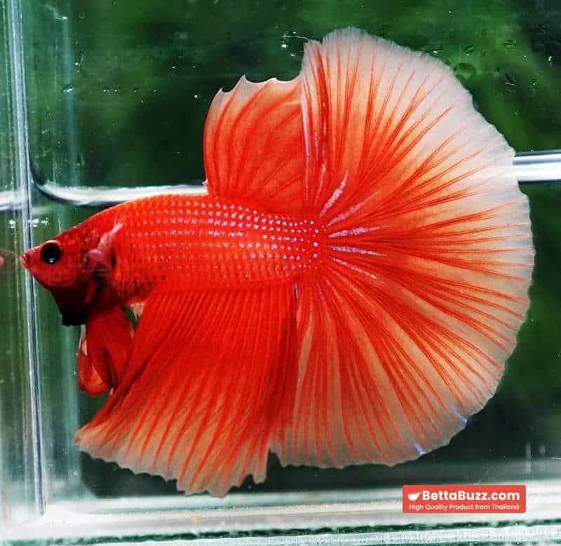 Betta fish OHM Super Orange - Image 6