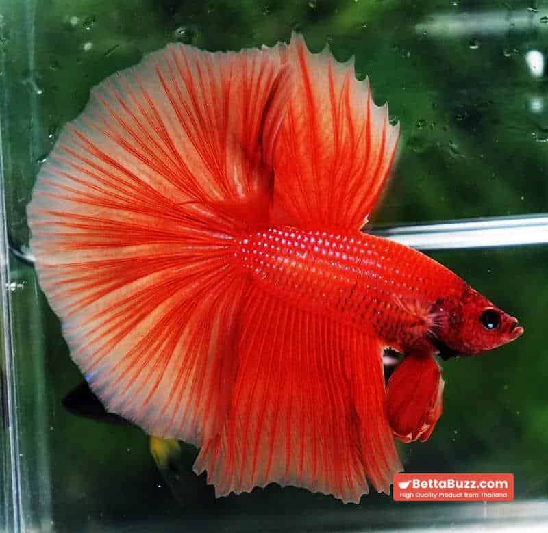 Betta fish OHM Super Orange - Image 5