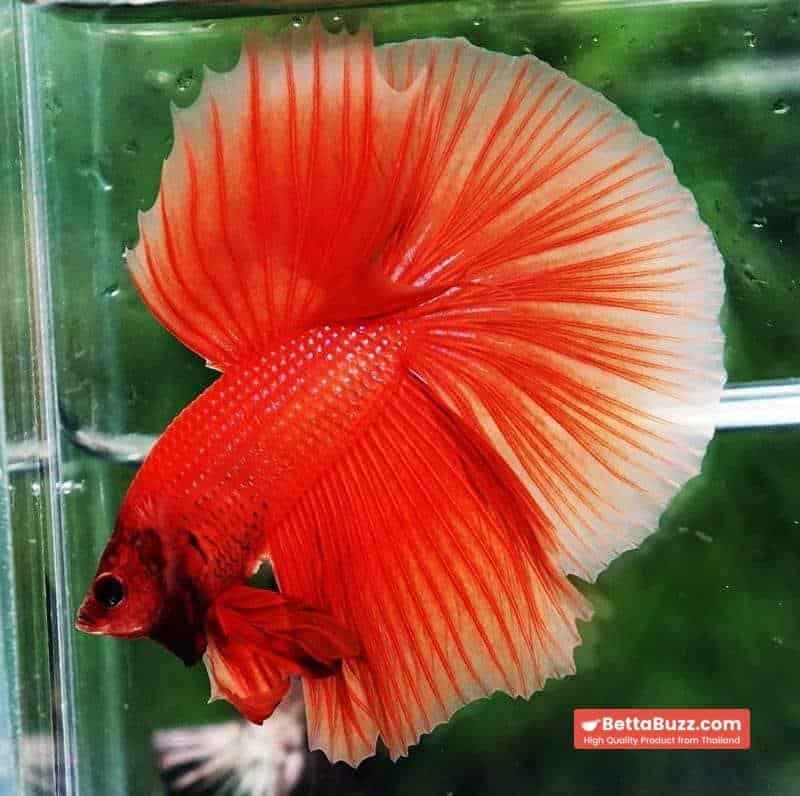 Betta fish OHM Super Orange - Image 4