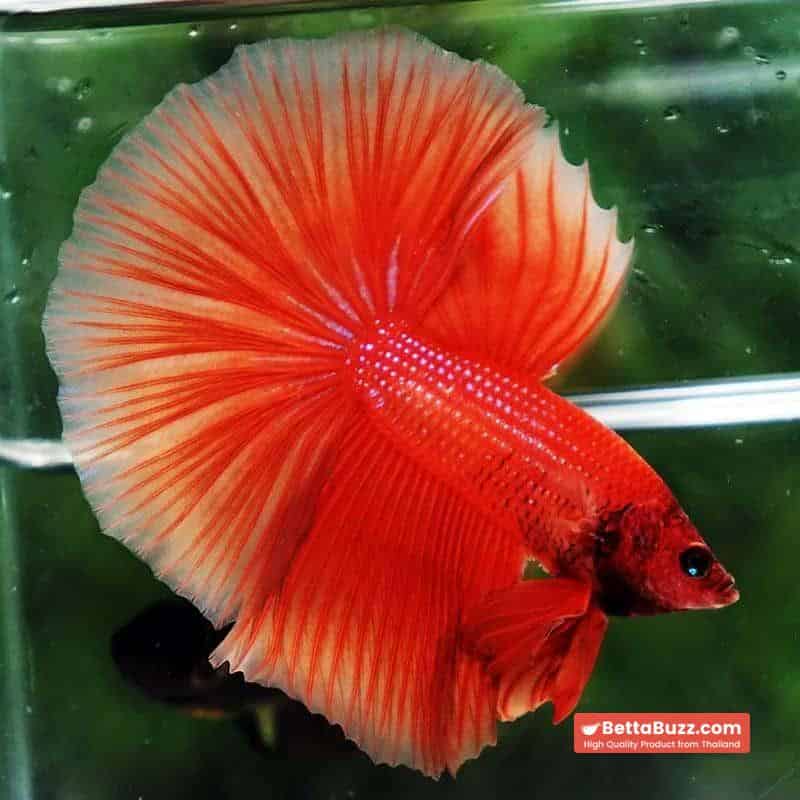 Betta fish OHM Super Orange - Image 3