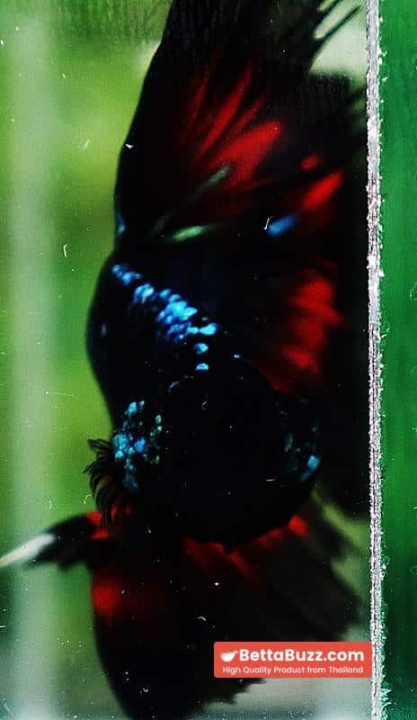 Betta fish OHM Devil Avatar Butterfly Hawk - Image 6