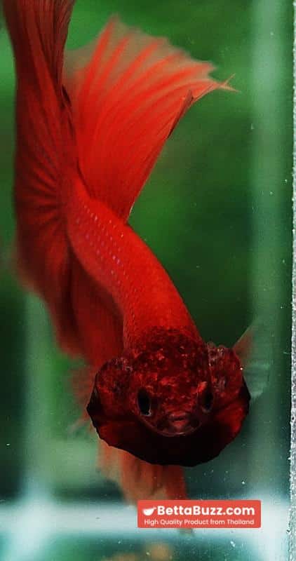 Betta fish OHM Super Orange - Image 7