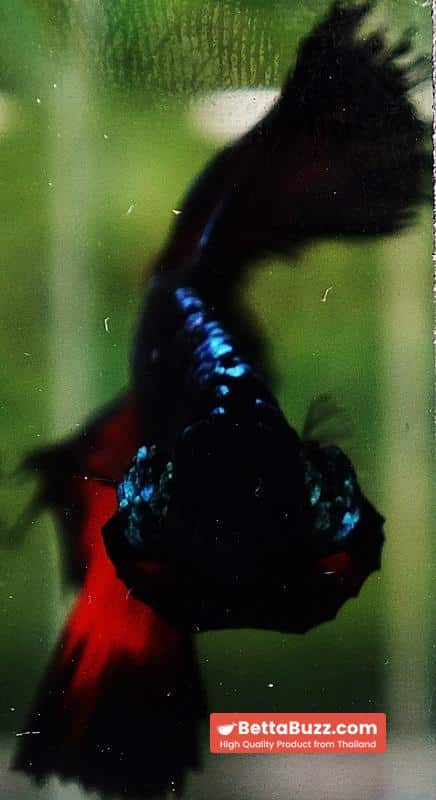 Betta fish OHM Devil Avatar Butterfly Hawk - Image 7