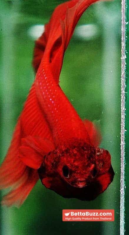 Betta fish OHM Super Orange - Image 8