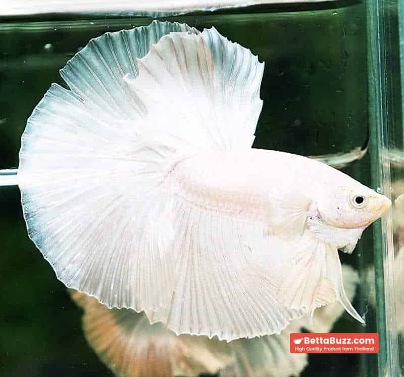 Betta fish OHM Prince of Full White - Image 5