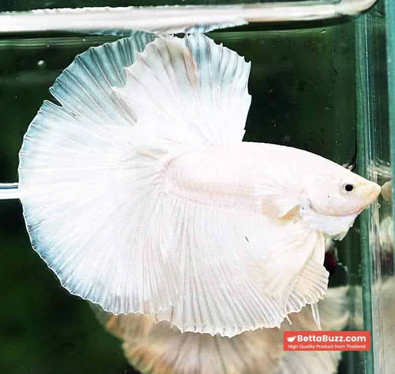 Betta fish OHM Prince of Full White - Image 3