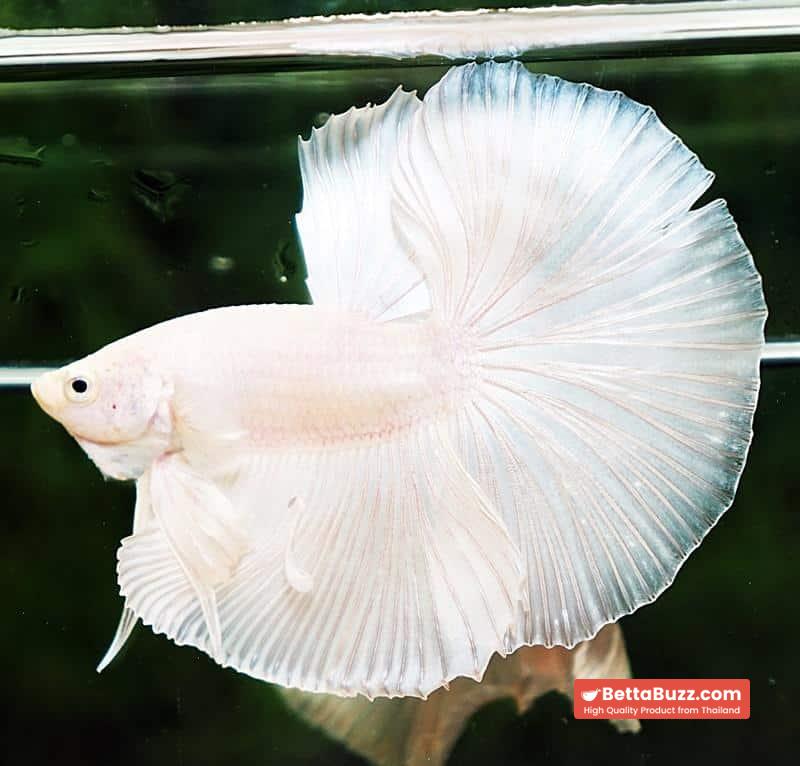 Betta fish OHM Prince of Full White - Image 4