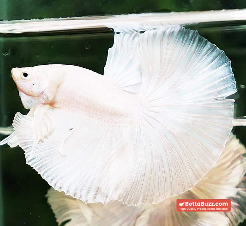 Betta fish OHM Prince of Full White - Image 2