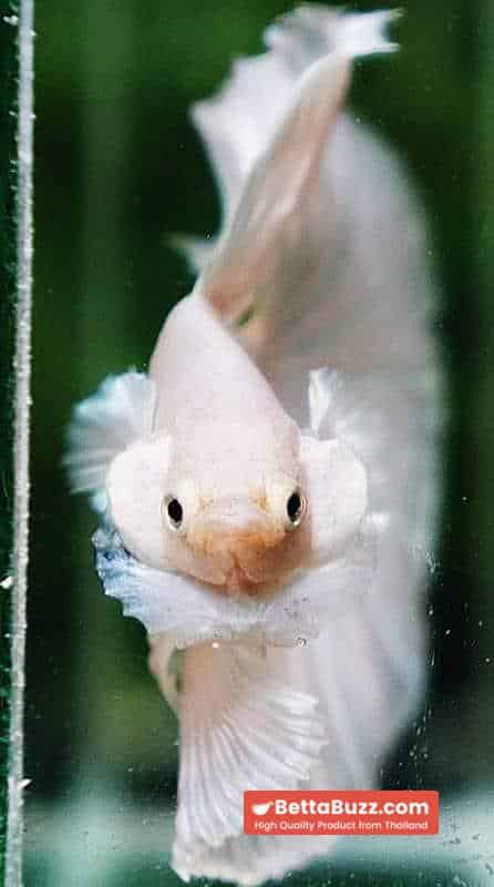 Betta fish OHM Prince of Full White - Image 6