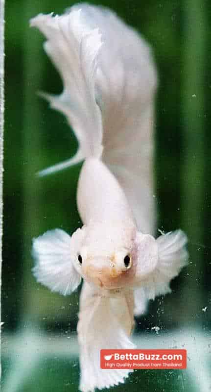 Betta fish OHM Prince of Full White - Image 7