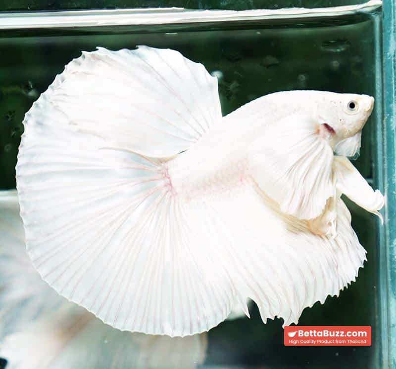 Betta fish Prince of Platinum White Dumbo HM - Image 2