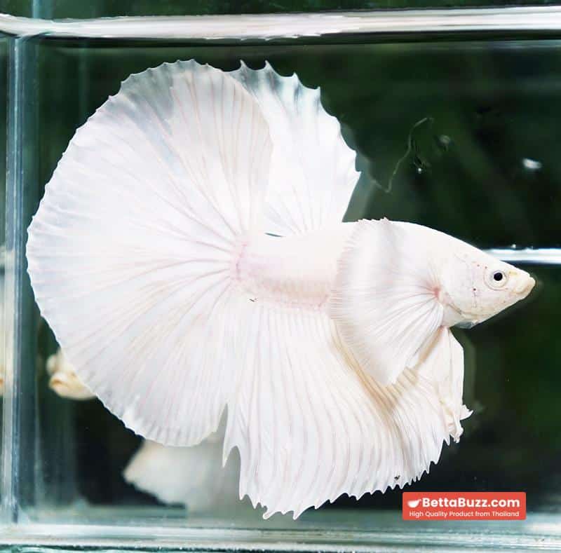 Betta fish Prince of Platinum White Dumbo HM - Image 4