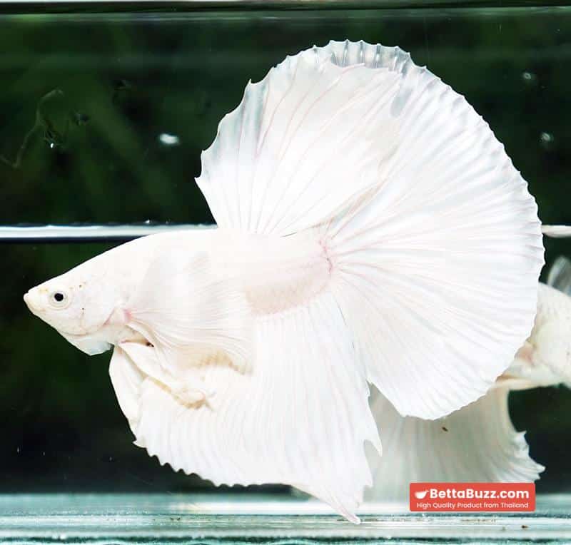 Betta fish Prince of Platinum White Dumbo HM - Image 3
