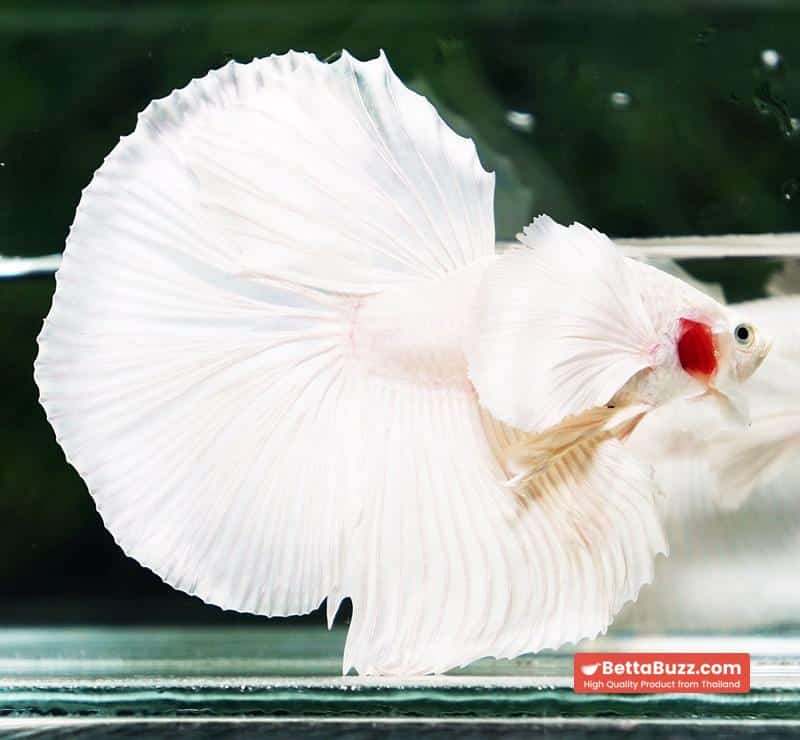 Betta fish Prince of Platinum White Dumbo HM - Image 6