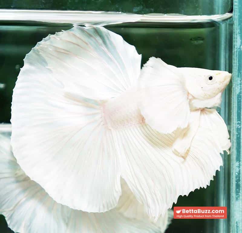 Betta fish Prince of Platinum White Dumbo HM - Image 7