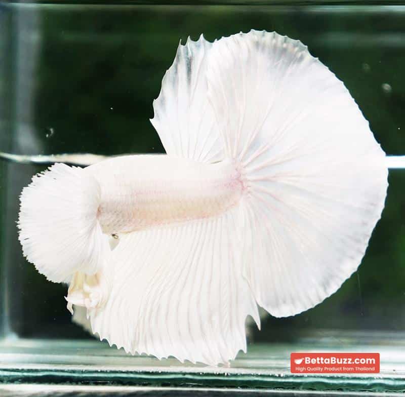 Betta fish Prince of Platinum White Dumbo HM - Image 5