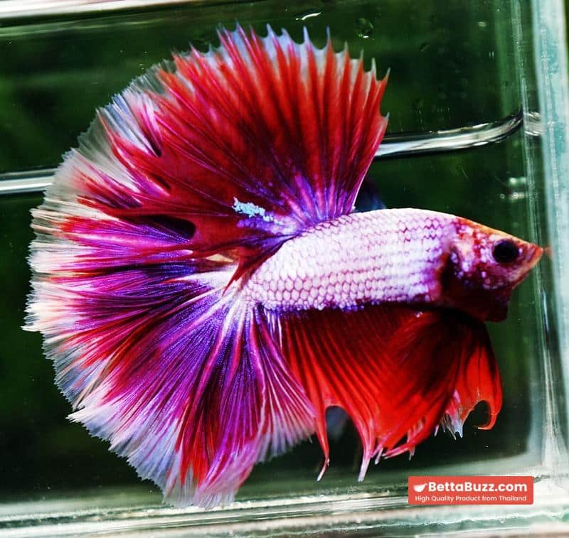 Betta fish OHM Prince Lavender Snow Sky Hawk - Image 3