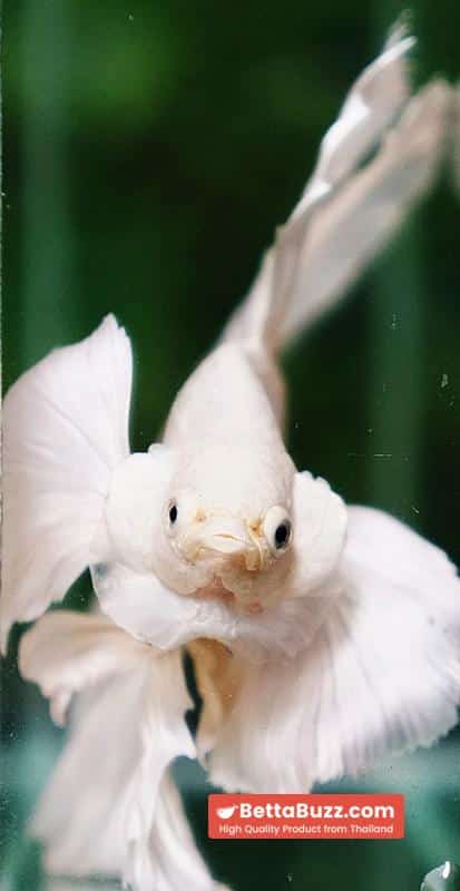 Betta fish Prince of Platinum White Dumbo HM - Image 8
