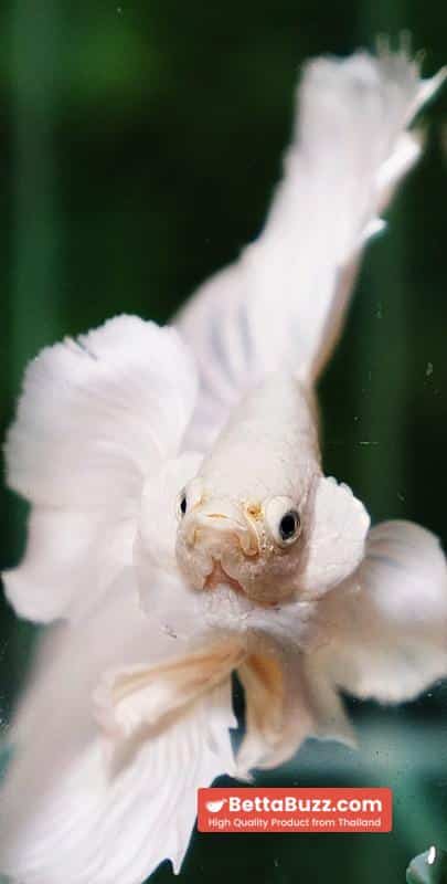 Betta fish Prince of Platinum White Dumbo HM - Image 9