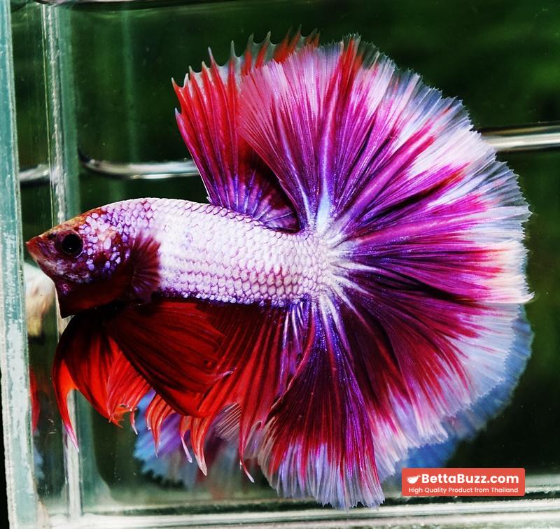 Betta fish OHM Prince Lavender Snow Sky Hawk - Image 4