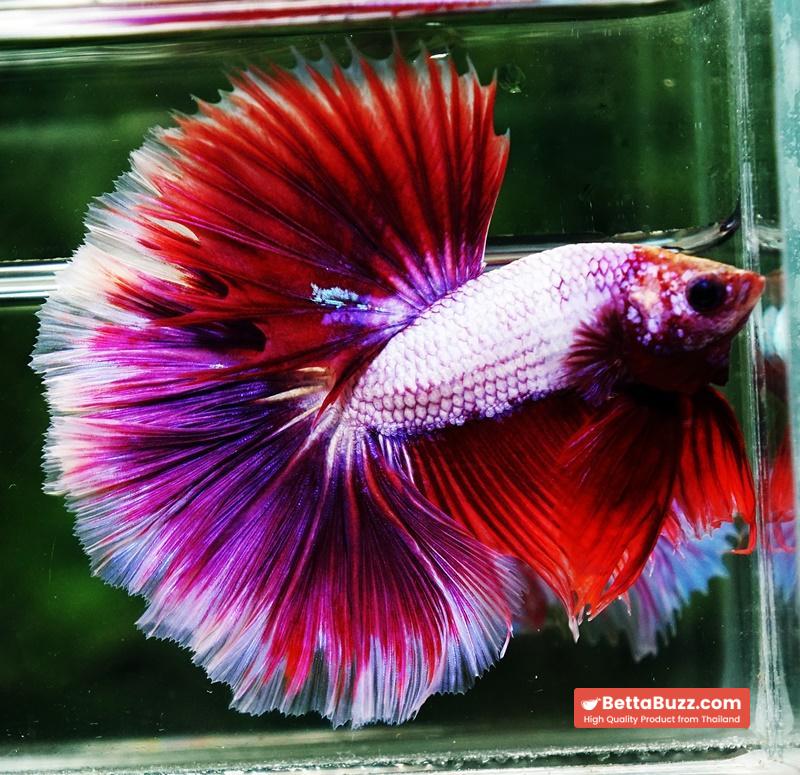 Betta fish OHM Prince Lavender Snow Sky Hawk - Image 5